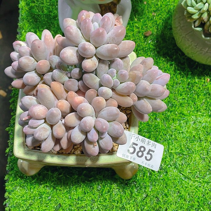 扬*谢谢你的支持000000585