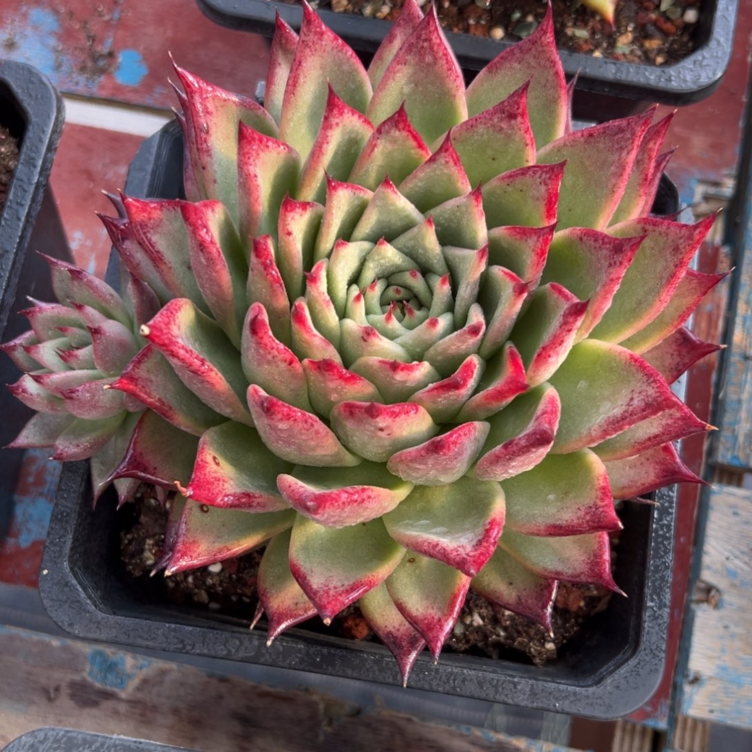 多肉植物一物一拍（59号）