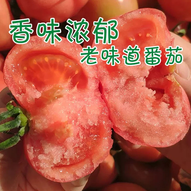 老沙瓤西红柿种子大果四季盆栽大红沙瓤春秋西红柿种子圣女果苗籽