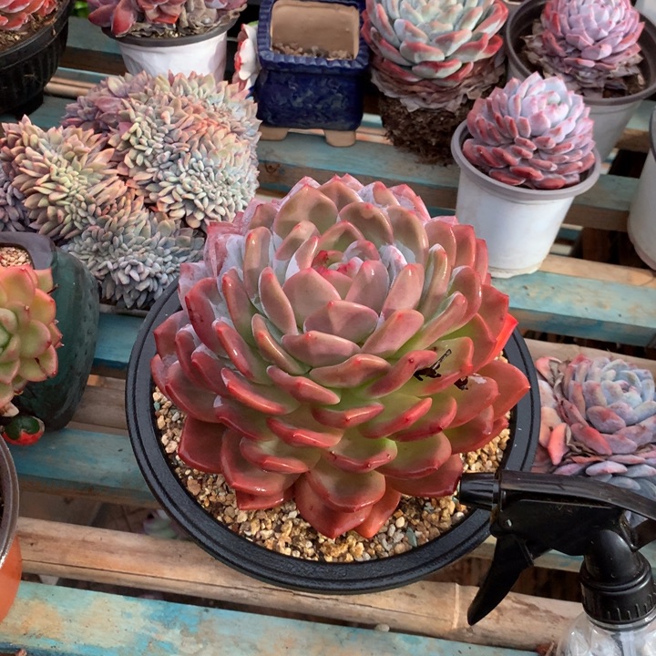 水***姐定向超大老桩橙梦露多肉植物