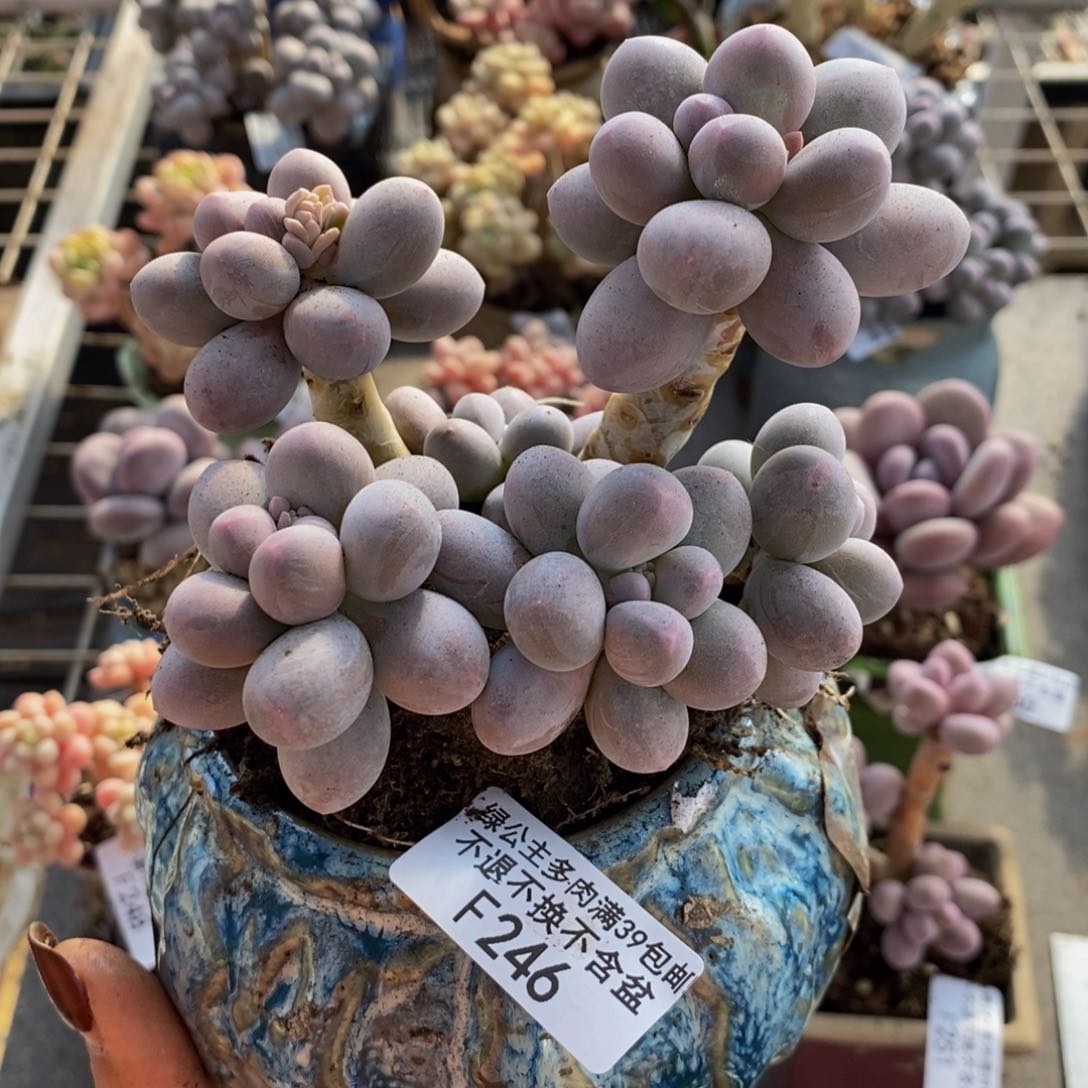 香水手指246/10c m