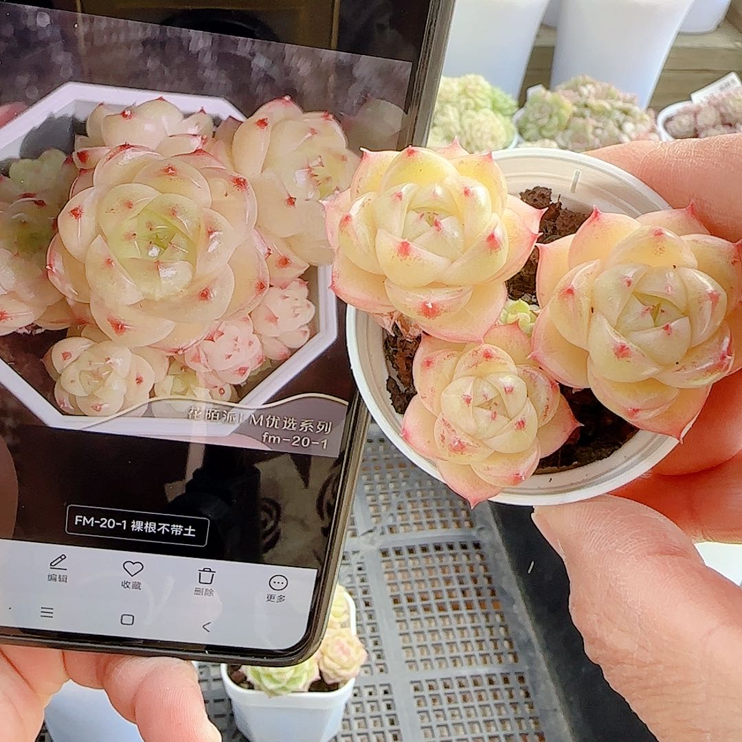 L***娜1201-35（fm-20-1）专拍