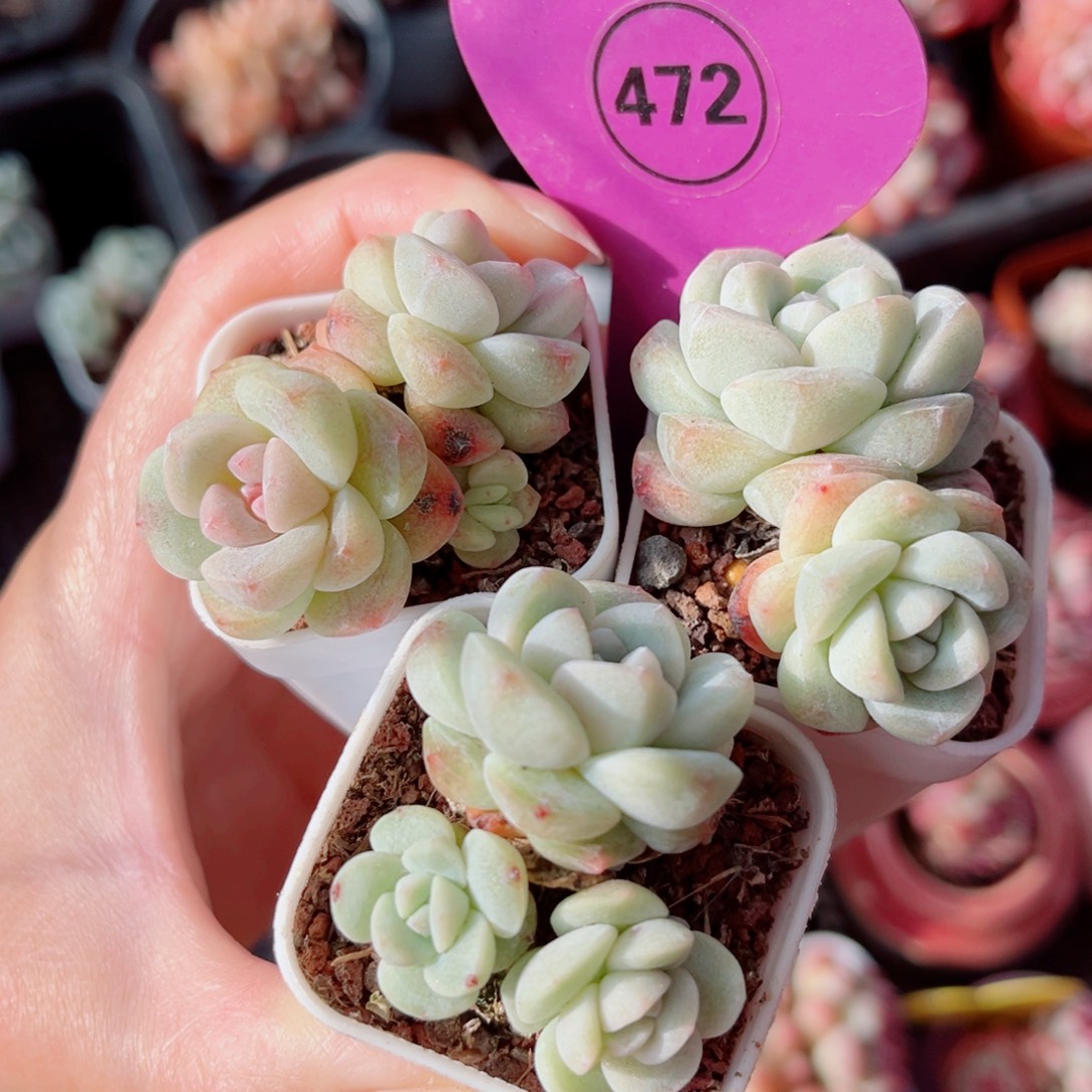 472号小老桩冰玉双头3颗组合