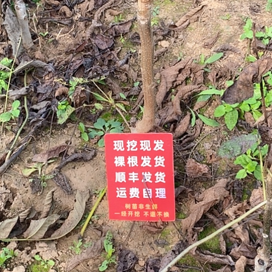 李***军吊坠文玩核桃粗筋