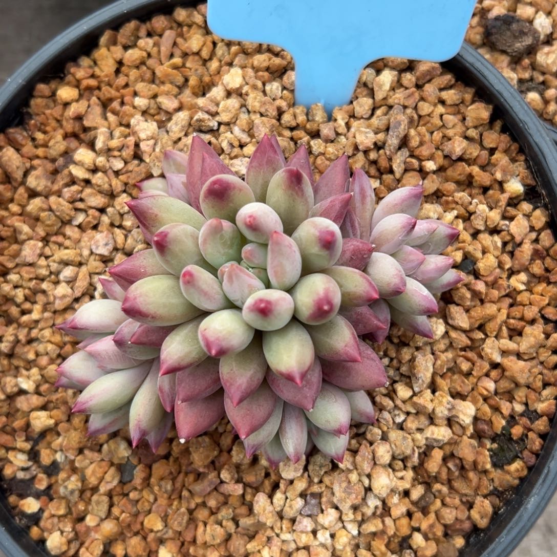 虞美人111111111111