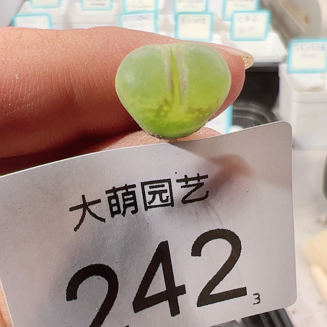 0000242 莉迪亚小雀斑一物一拍……