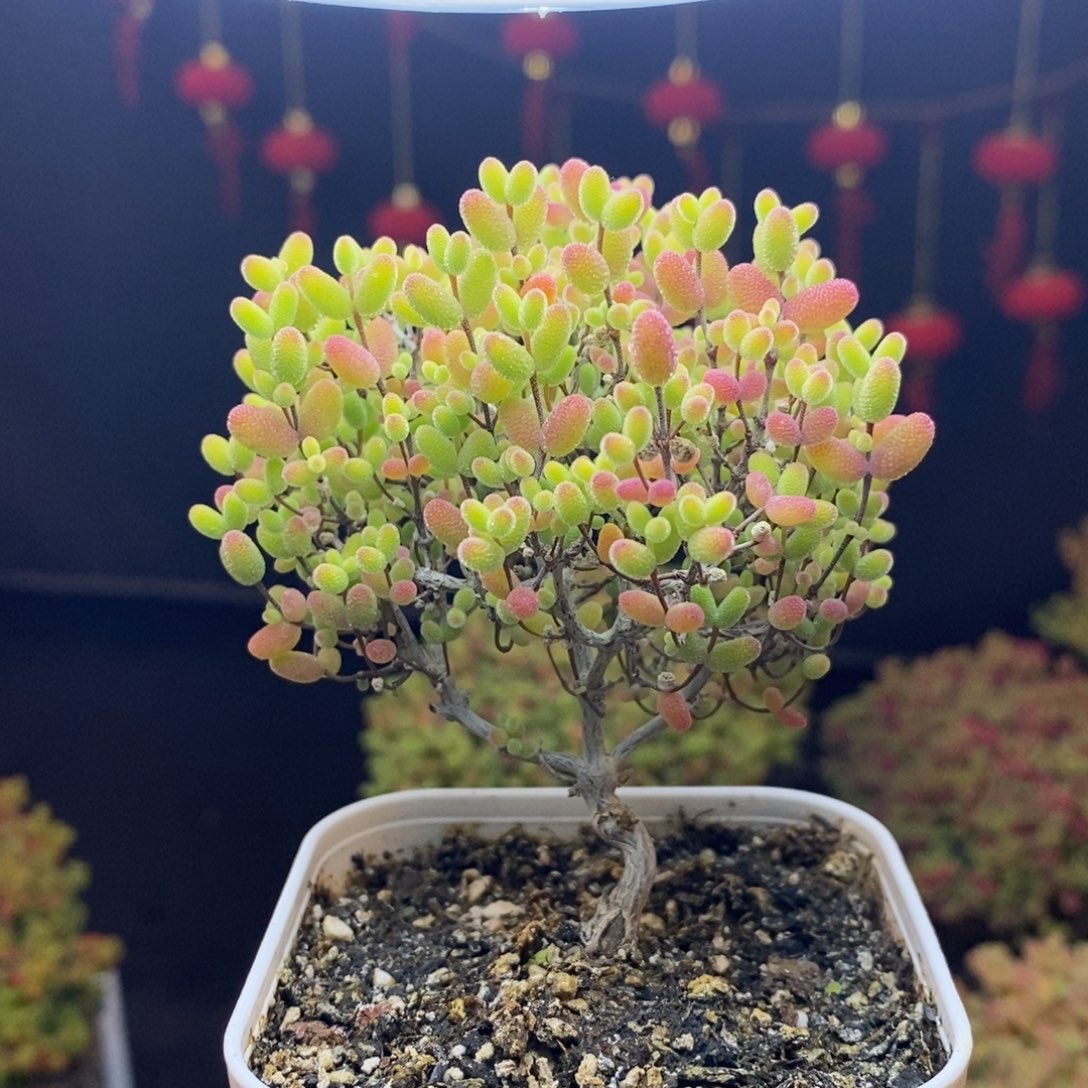 252号（造型桩）蜜橘糖球枝干