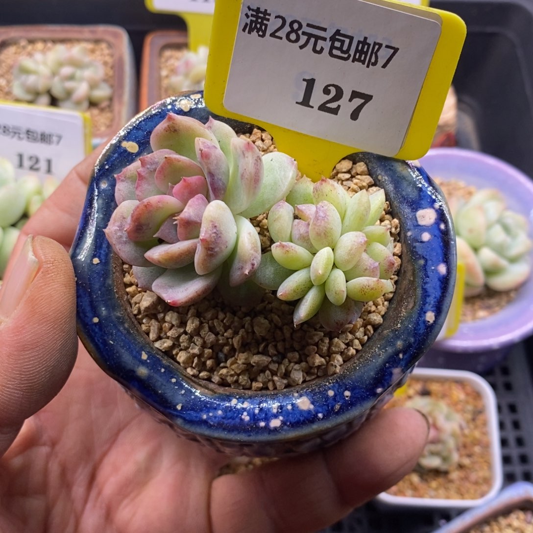 7127蓝莓石化锦带缀多肉