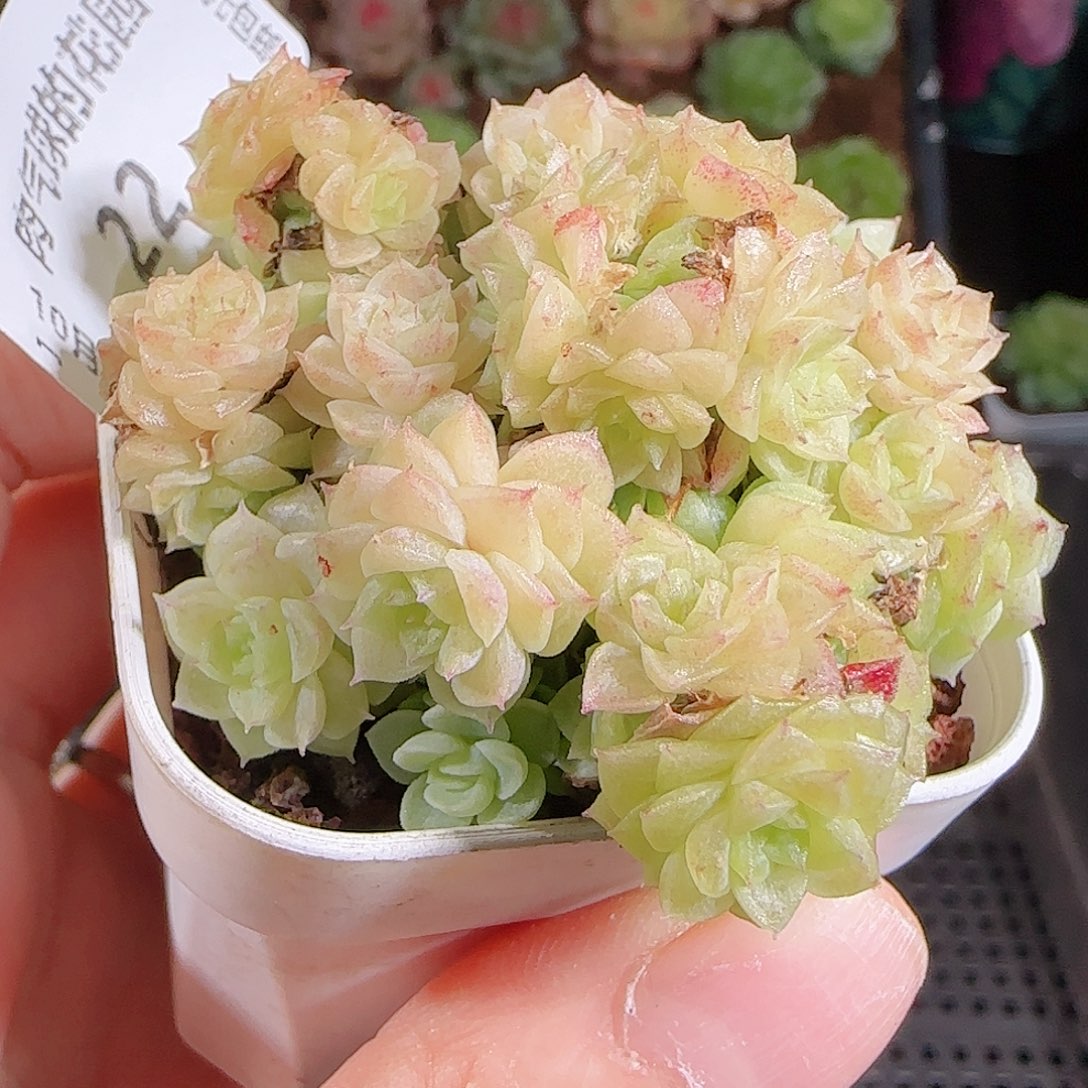 一物一拍麦秆1029-22