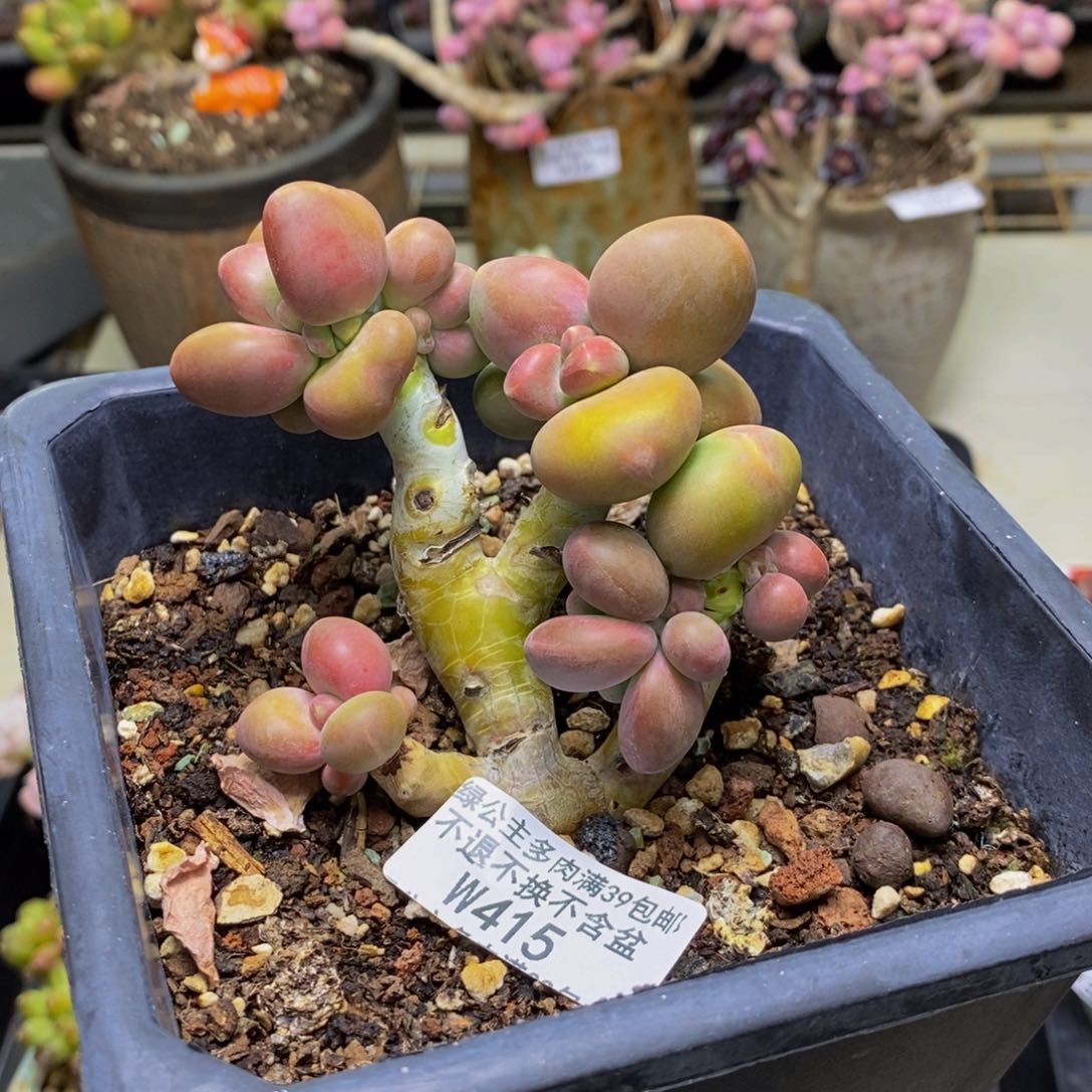 415芒果奶kk奶多肉8cm