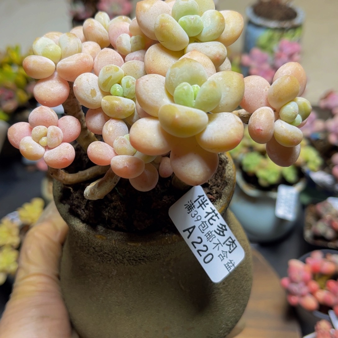 220香水洛神11厘米多肉