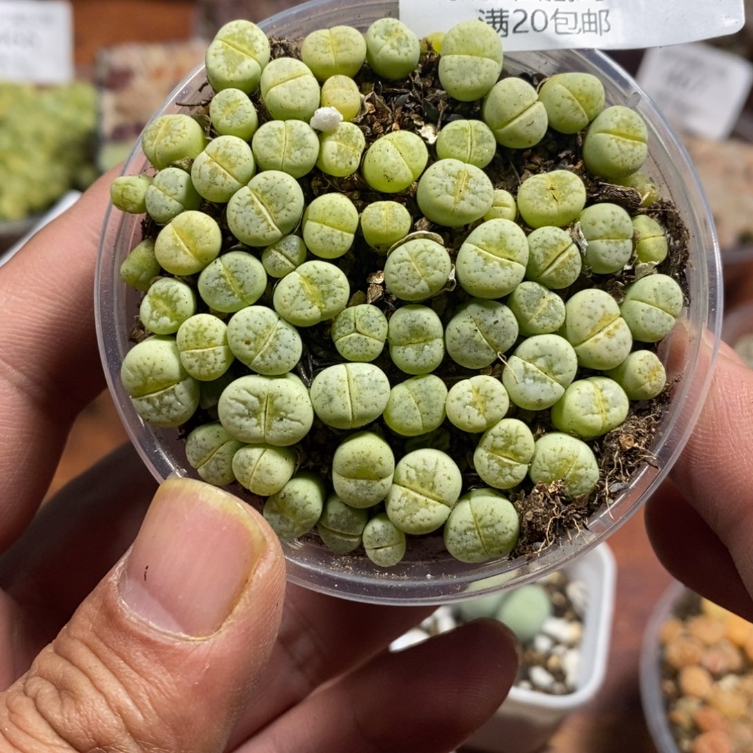 多肉蛋炒饭感谢您相伴487