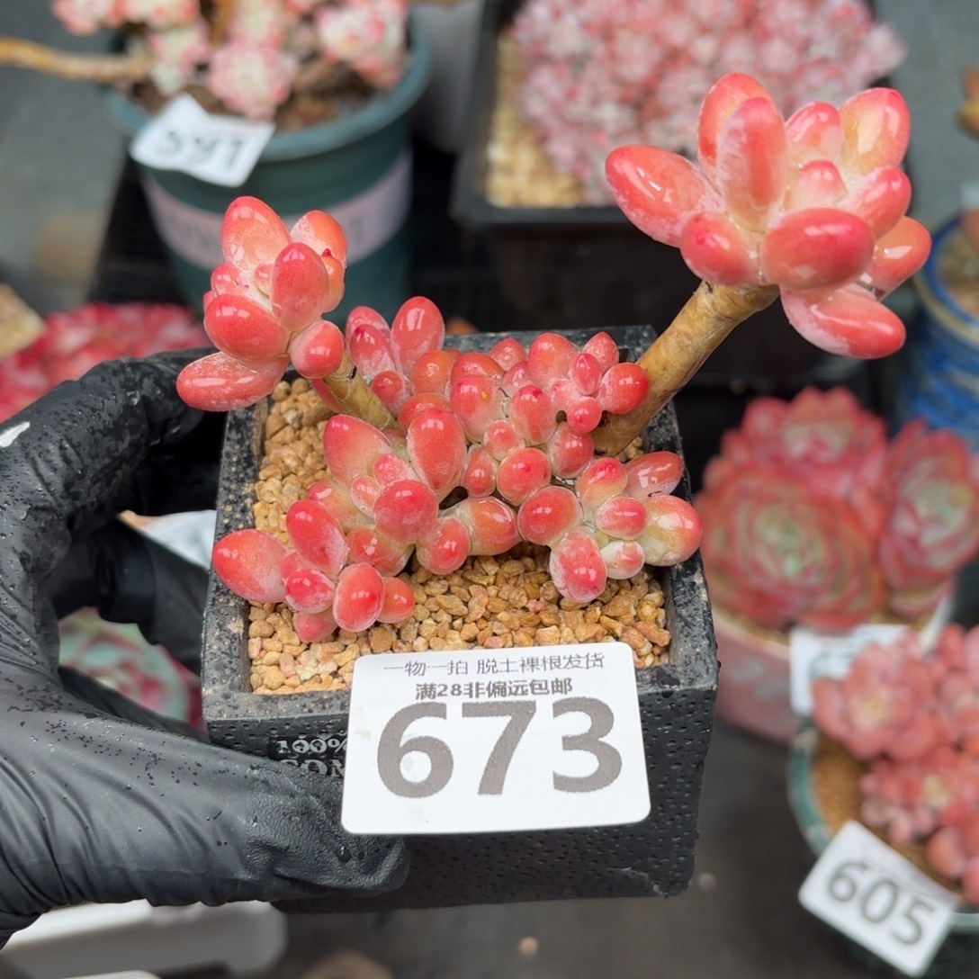 樱花奶整群无盆土发货