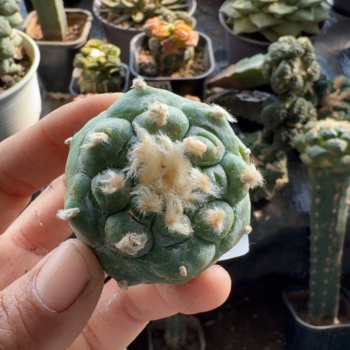 336自根肋骨仙仙人球