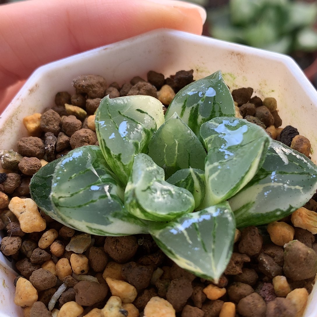 莫迪卡寿锦带盆土发货