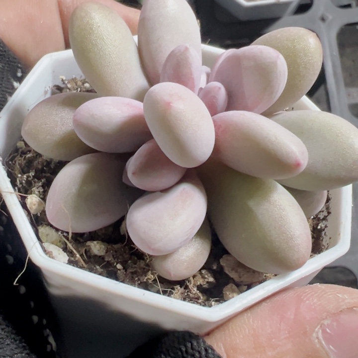 咿***呦粉兔精品多肉植物