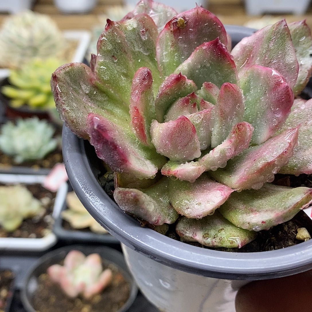 19144 野马东云锦