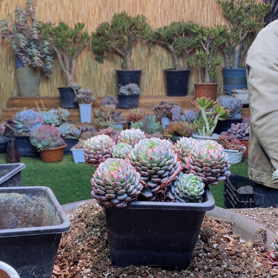 元*A137 号白胖子多肉