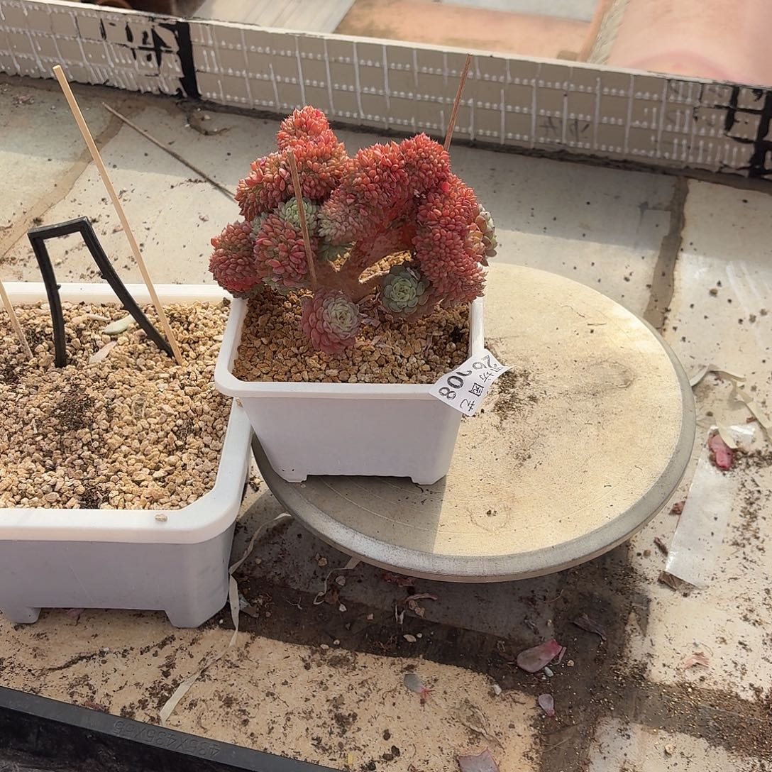 S***e26.008白胖子缀化多肉