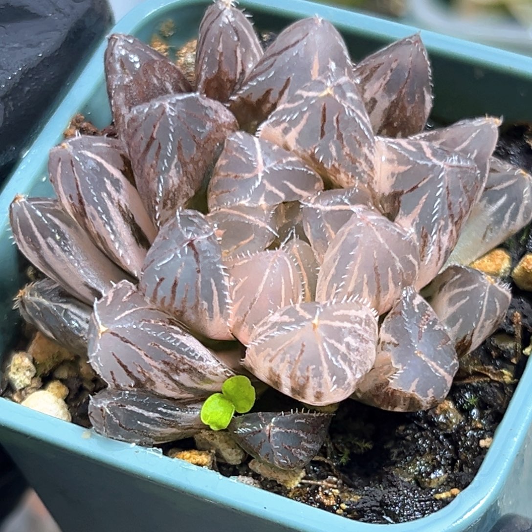 恭喜发财大吉大利538