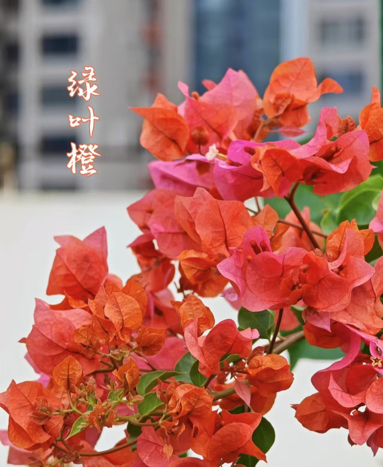 绿叶橙修剪发货【不带花】掉花落叶缺水焉介意慎拍】以直播实物为准