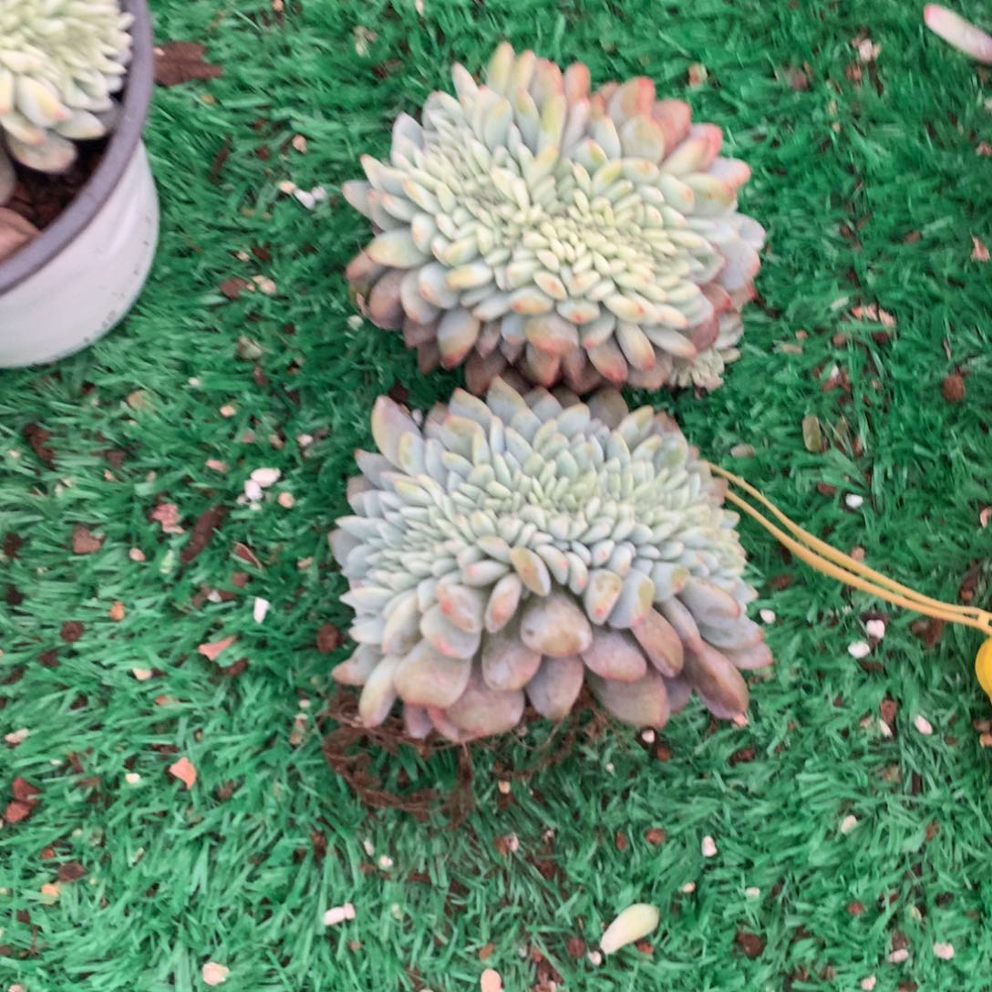 063橙子11111111111