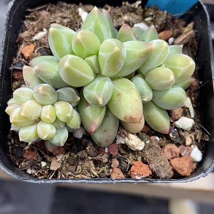 多肉植物申公豹a011
