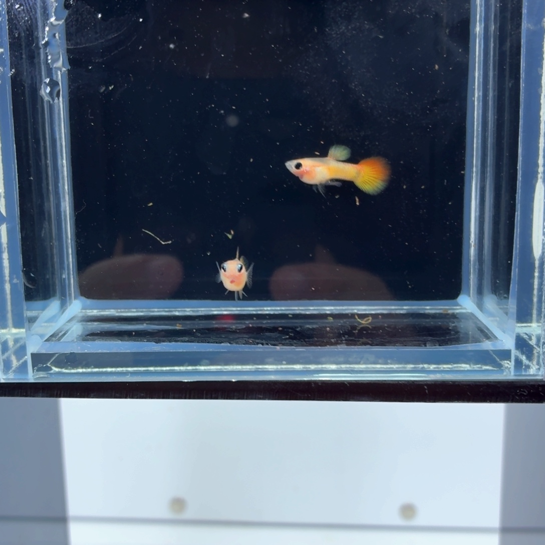 孔雀鱼皇家落日一对（1）