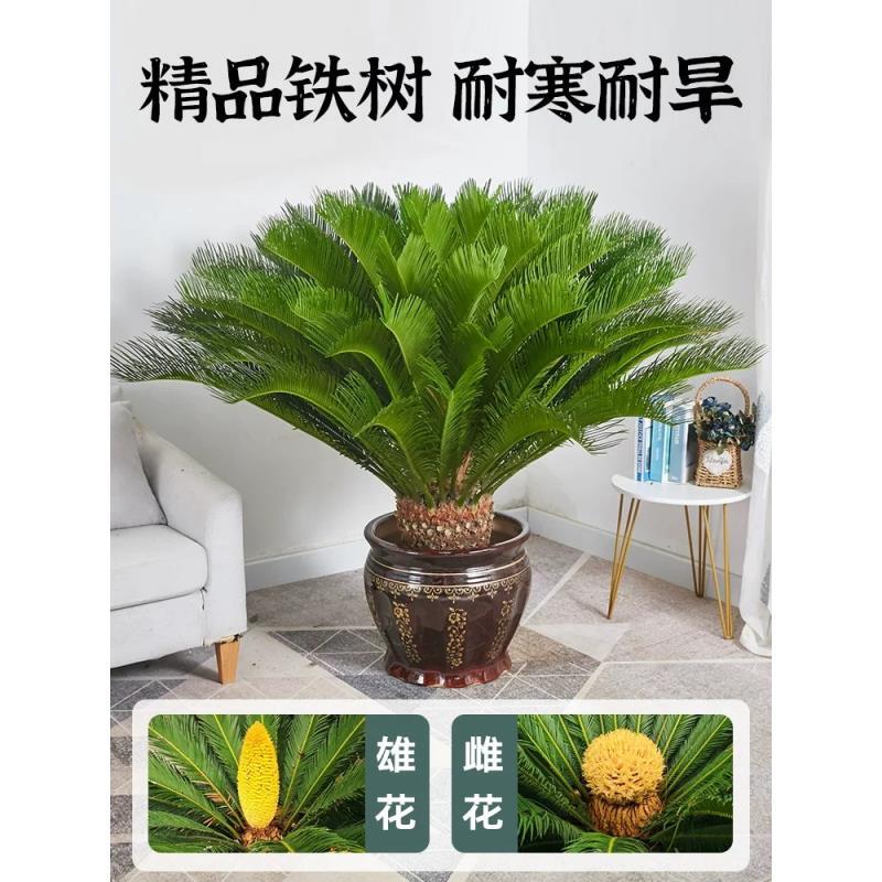 台湾铁树盆栽四季常青适合室内室外养殖新欧式风格原土种植发货