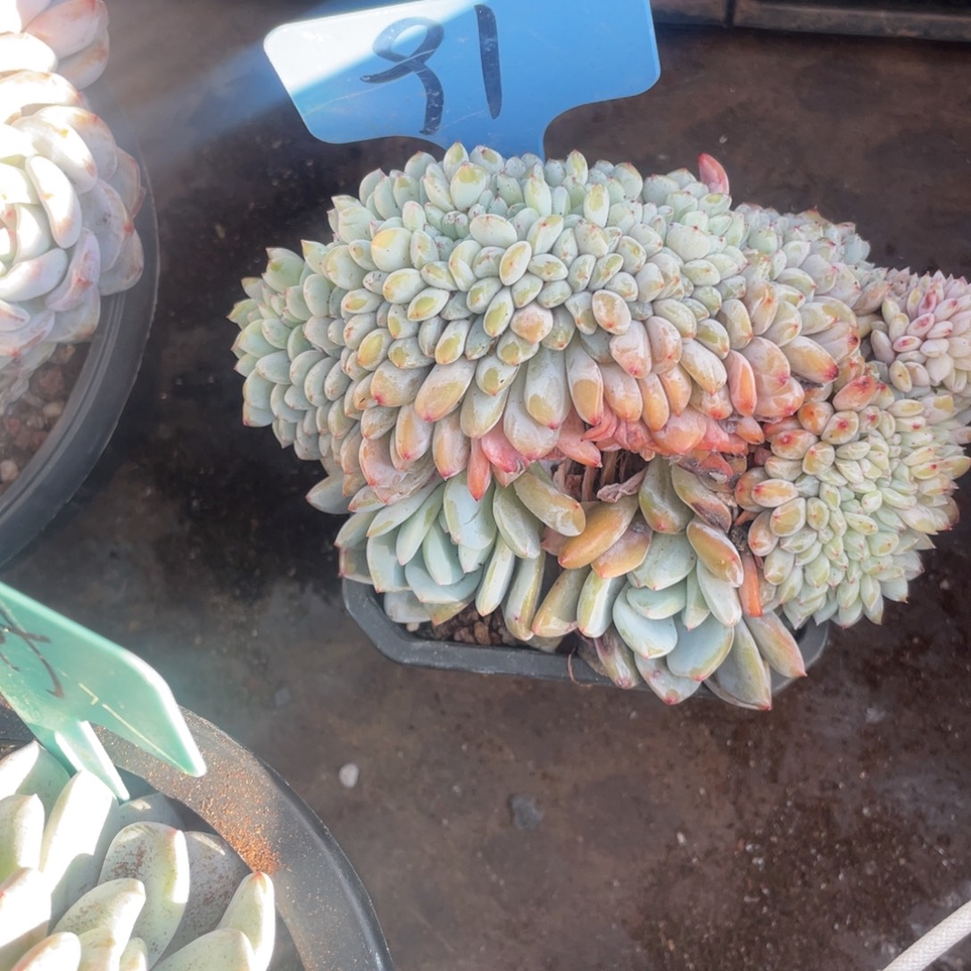 半***毒星影多头缀化91号