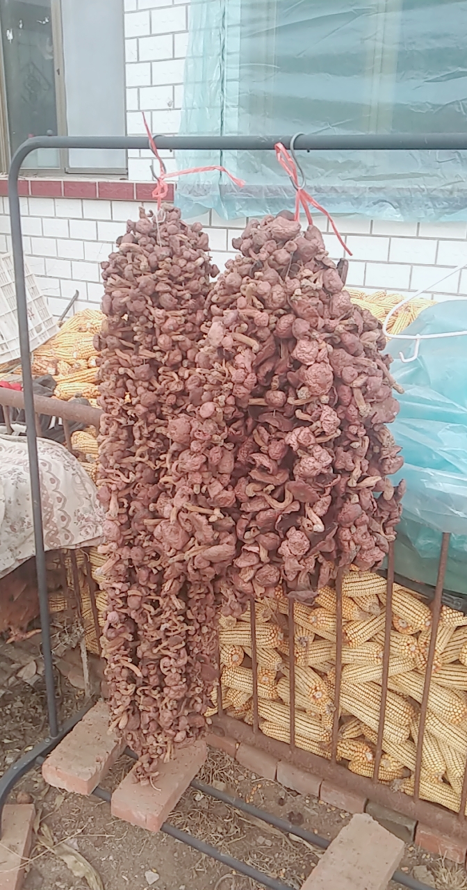 东北伞肉蘑干货自然晾晒可用于小鸡炖蘑菇