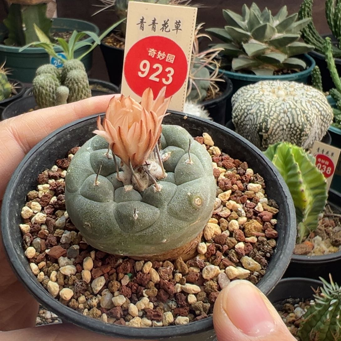 实生母本冬云娇丽4cm