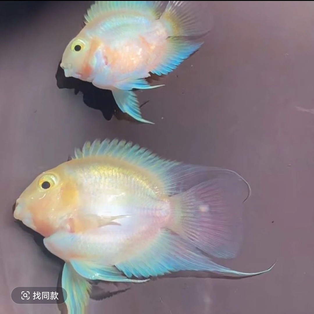 巨型迷你鹦鹉鱼白金9-10cm一窝能生2000，多到家就生配对发货好养。