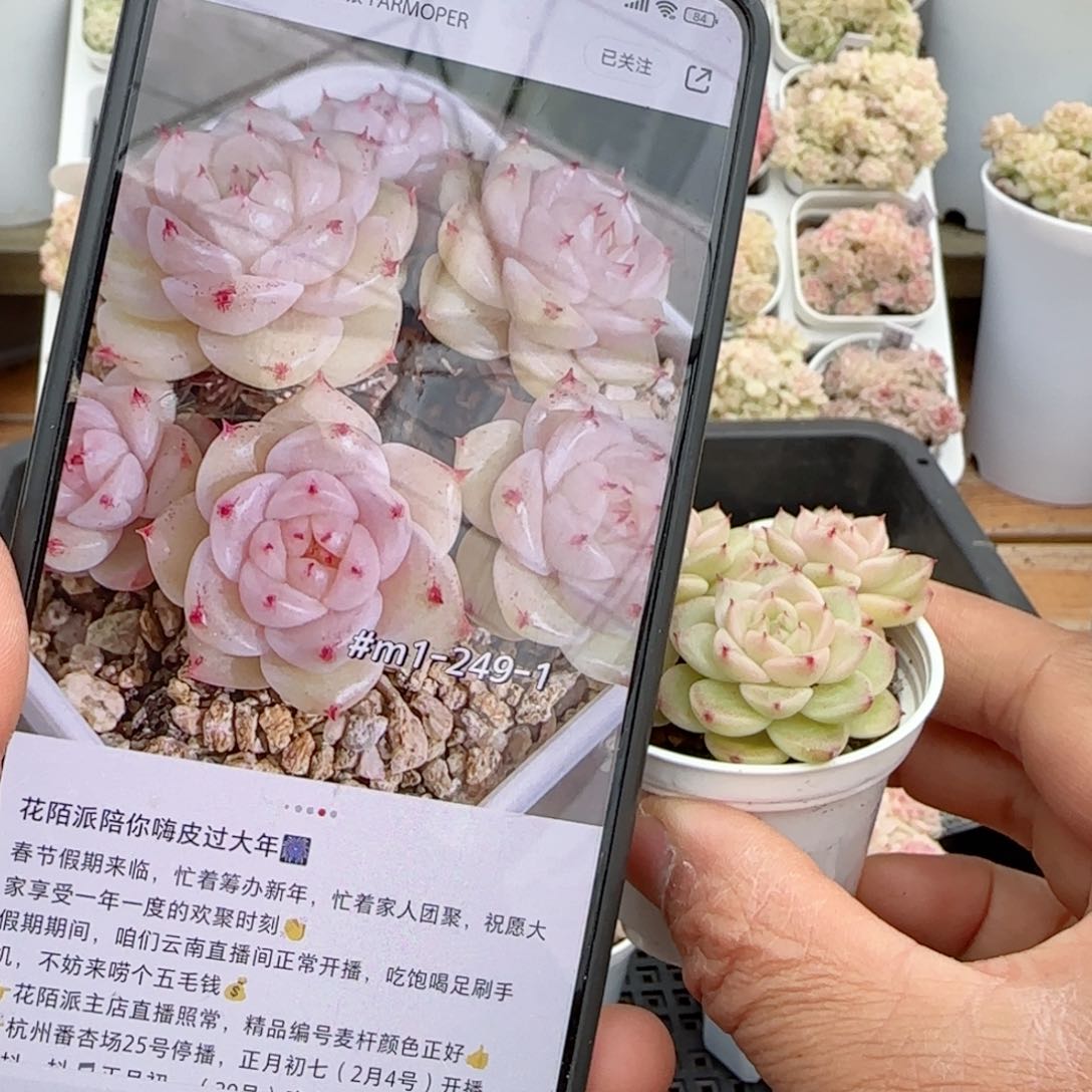 @*豆【闪购商品】0203-128（m1-249-1）