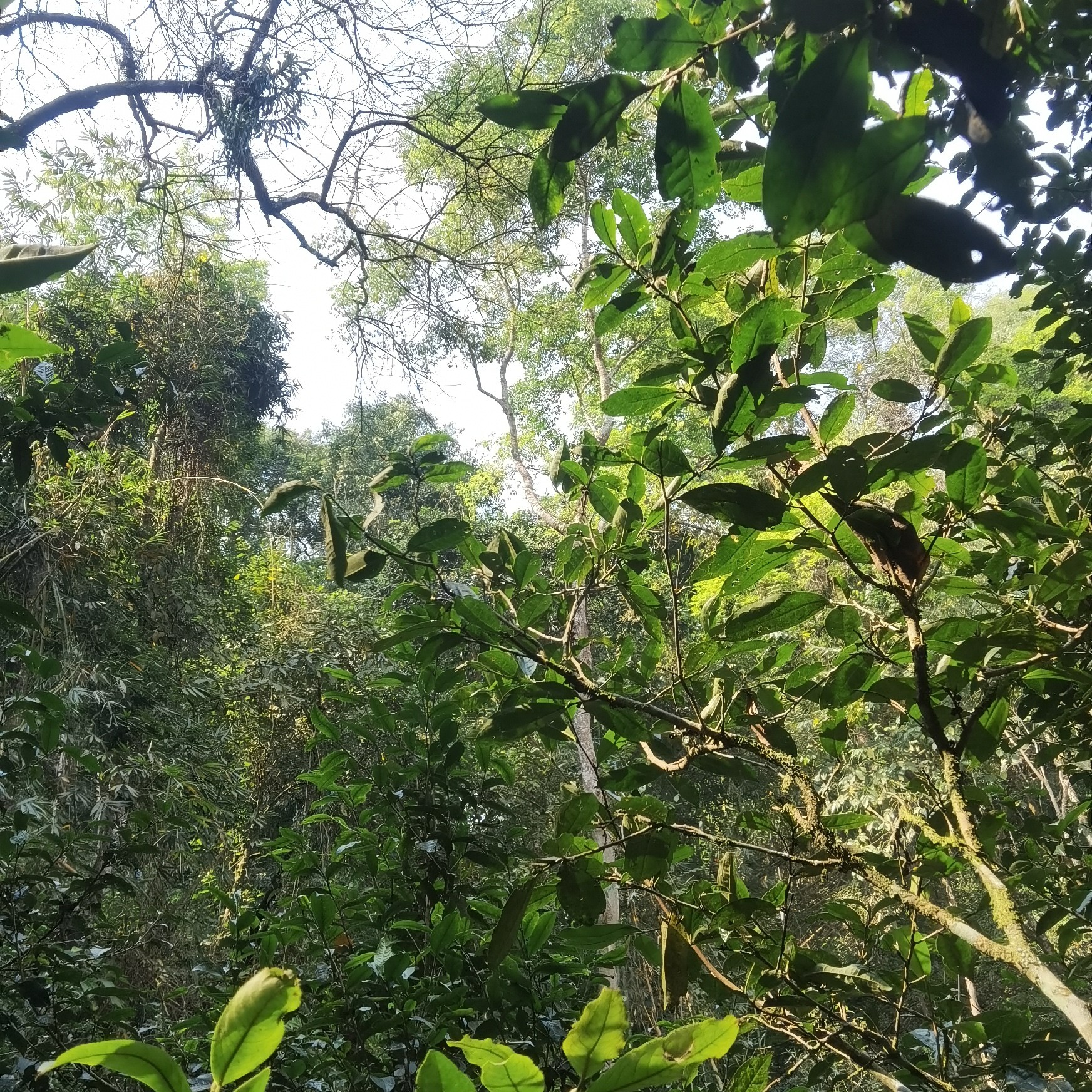 刮风寨三类（蜜糖甜水含香 ）