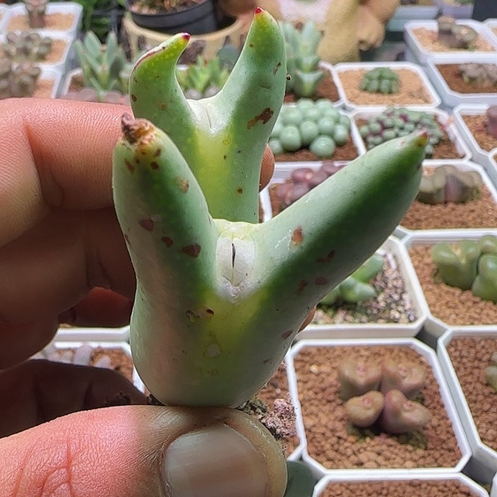 楠***哈哈哈哈哈哈哈哈374