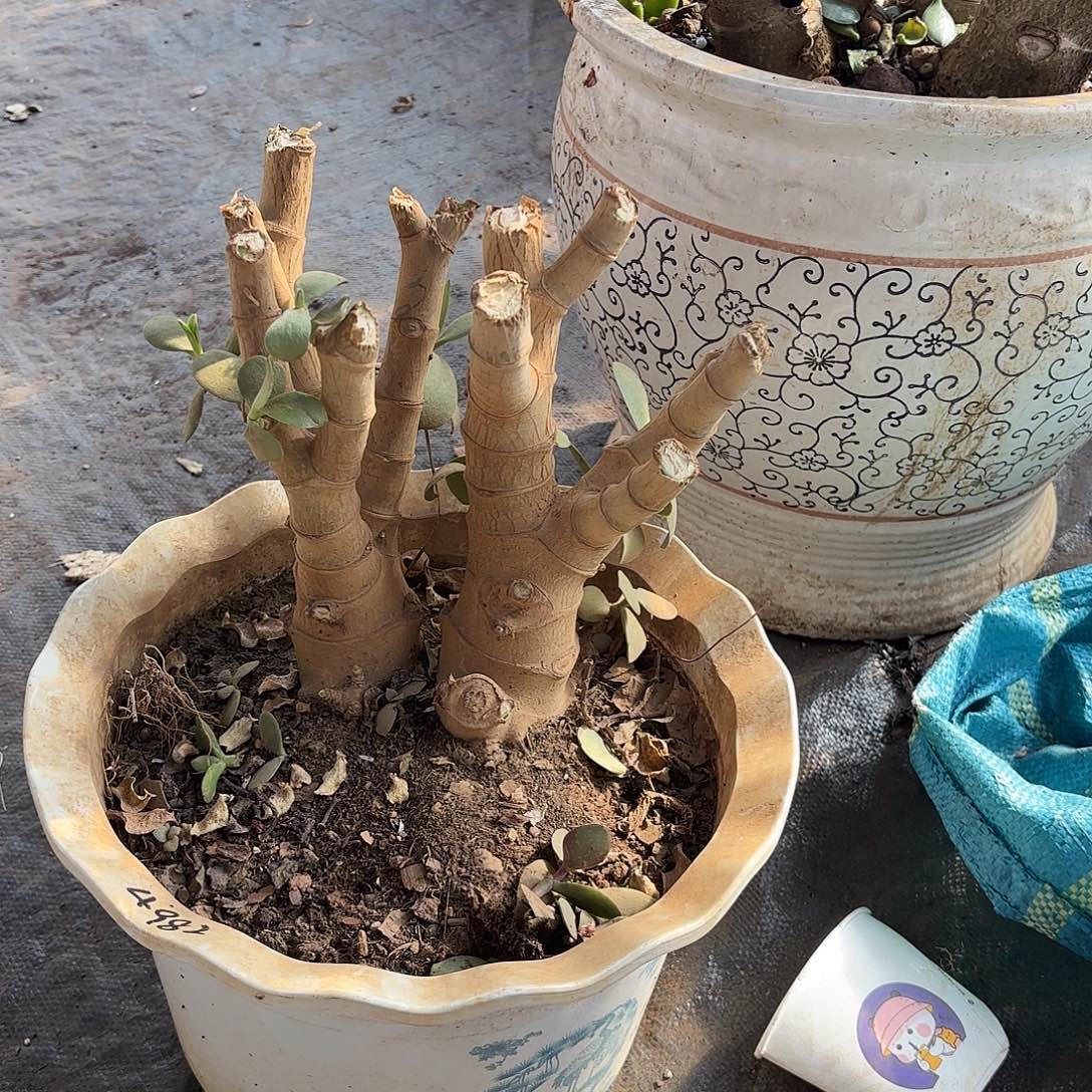 ****7111新花月锦带土球发货