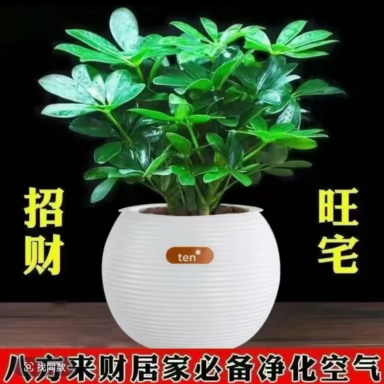 【含盆】八方来财鸭脚木盆栽室内水培绿植四季常青净化空气好养