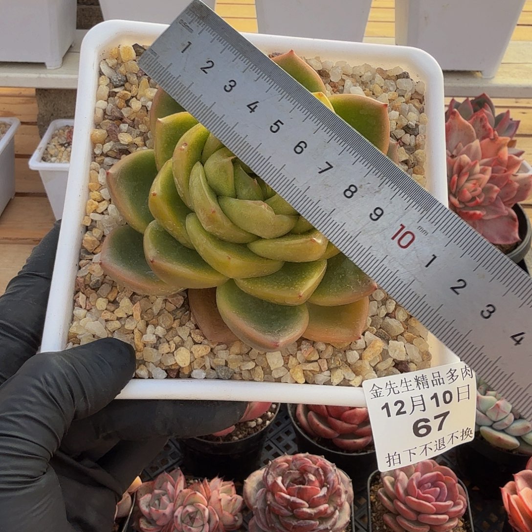 1210-67翠花珍妮单头