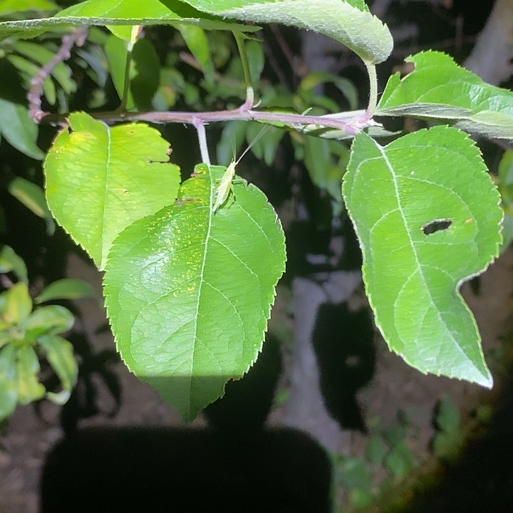 蟋蟀竹蛉两条野生全品包邮