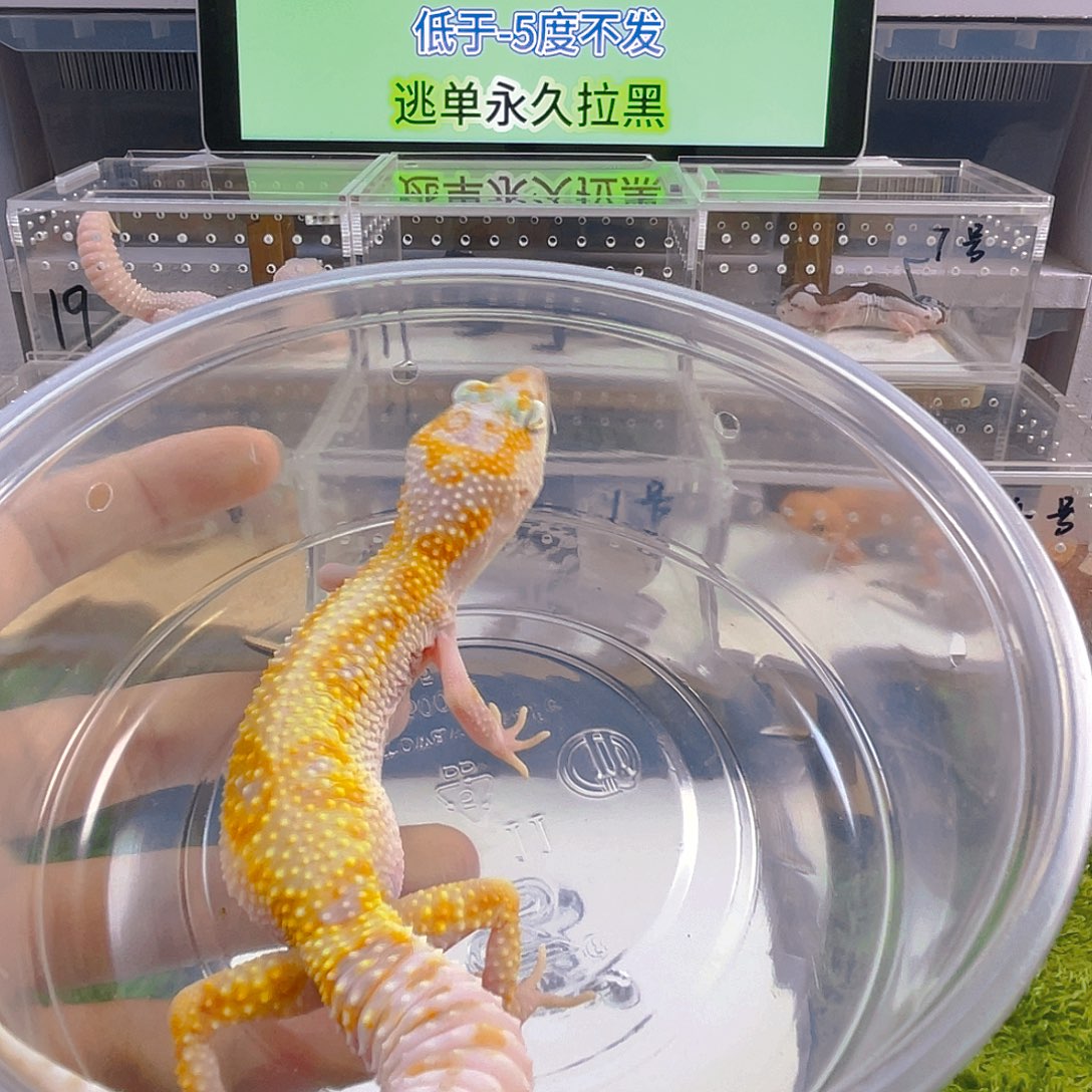 豹纹守宫守宫好看可爱迷人