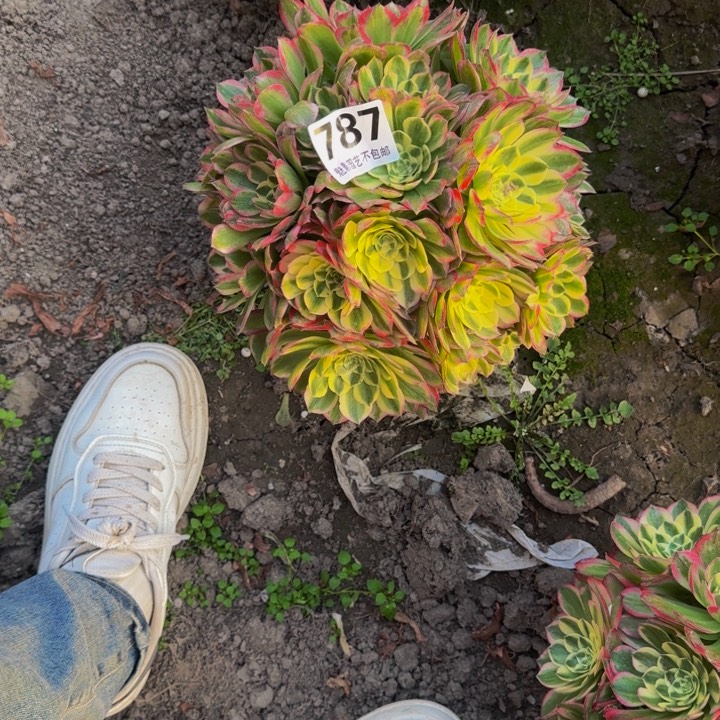 海王花27-14包邮花花