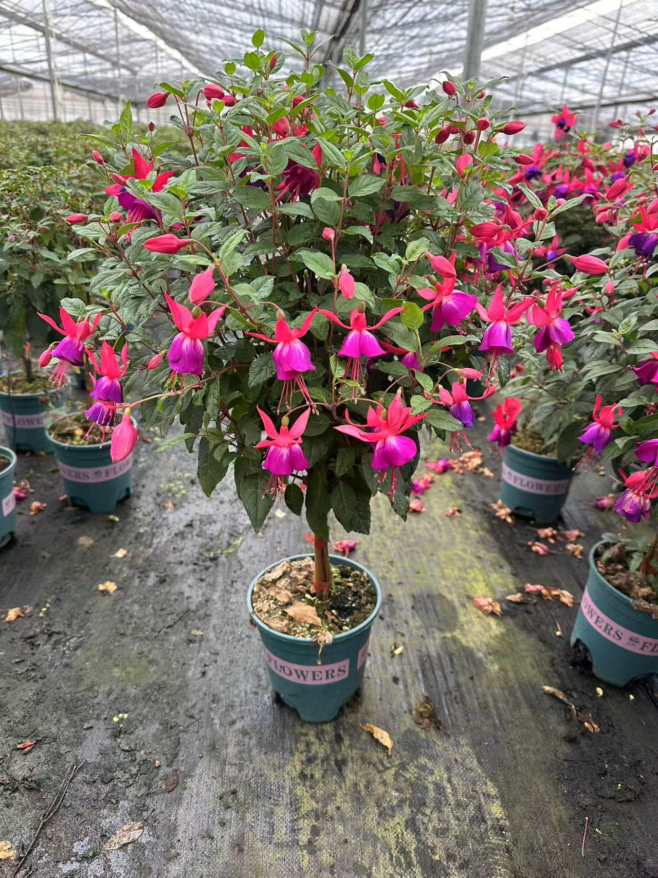 【紫蝴蝶】棒棒糖型百叶裙倒挂金钟盆栽花期长适合阳台庭院基地直销