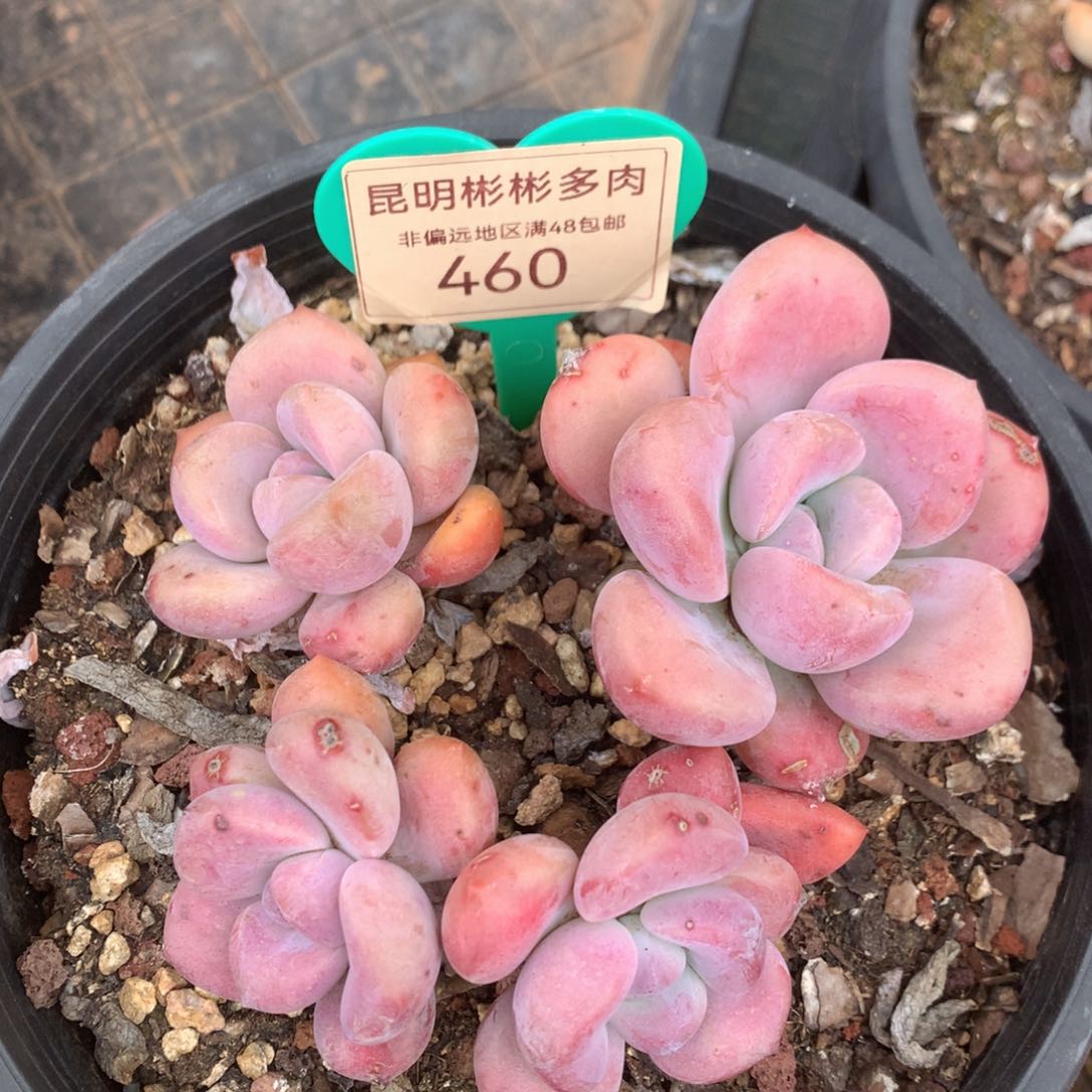 可****、丸叶奥普无砍460