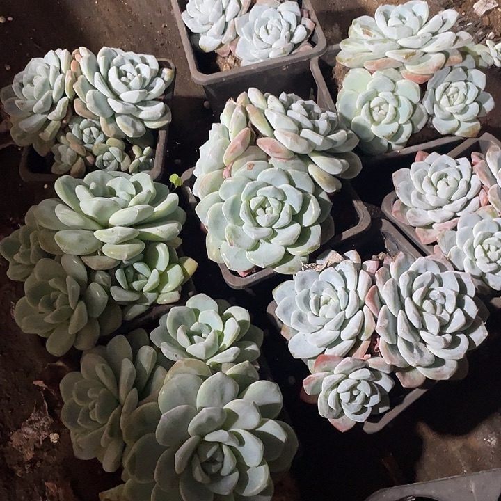 功***）冰玉群生8盆定向。