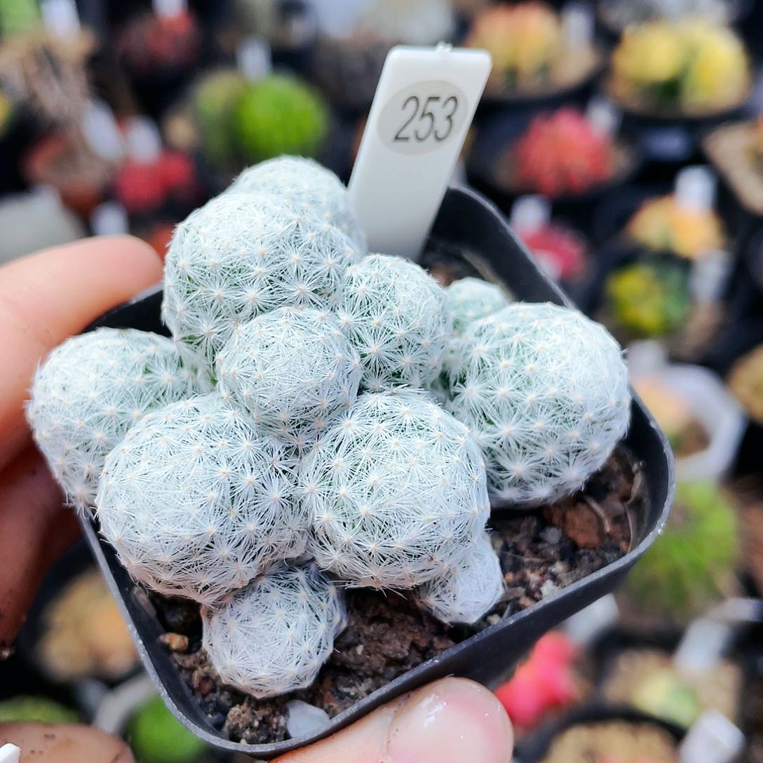 虎*非偏远地区满25发货仙人球