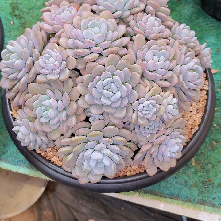 浅***光08122貂蝉多肉植物