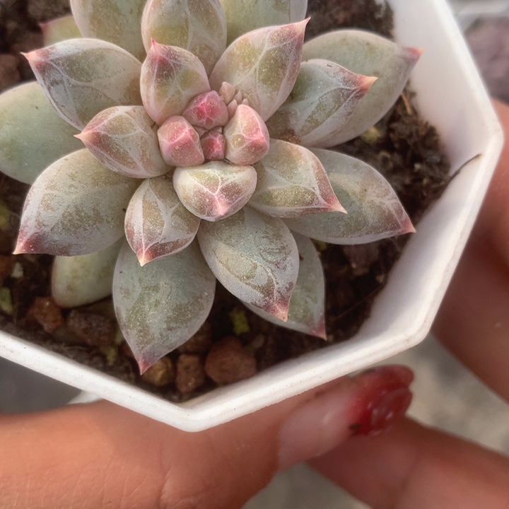 雪花美人。（满9.99包邮不满9.99发空盆）