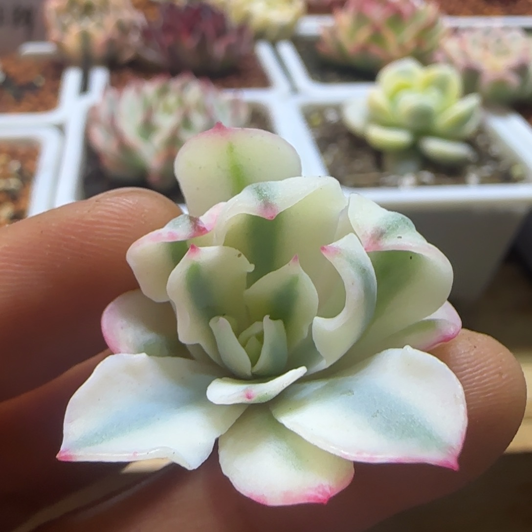 海啸锦 多肉植物