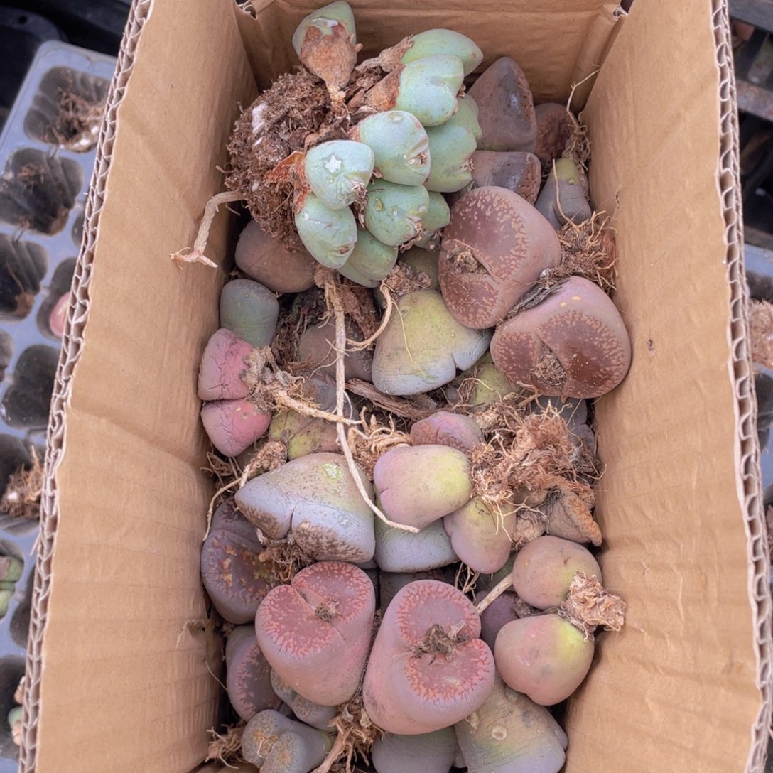 一箱母本88888888555